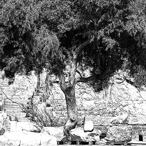 Αρχέγονα μυστήρια στην Ελευσίνα: Πώς φτιάχνεις ένα δάσος ανθεκτικό στη φωτιά;