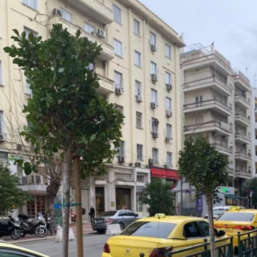 Τα νέα δέντρα που δίνουν ανάσα πρασίνου στο Πασαλιμάνι