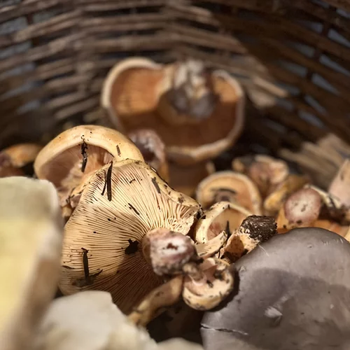 Φυσική κληρονομιά με άγρια μανιτάρια και τρούφες στην Αρναία