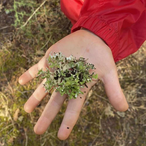 Σχολεία και Ομάδες του Δάσους: Η μάθηση έξω από τους σχολικούς τοίχους