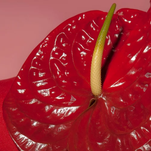 The Queer Archive Festival #3: Ένα δεκαήμερο καλλιτεχνικών δράσεων αφιερωμένο στην queer ταυτότητα