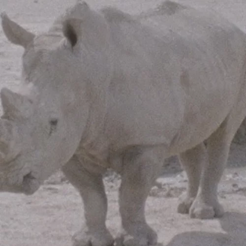 "ΦΑΤ & ΘΙΝ": Μια περφόρμανς με αφορμή το πρότζεκτ "Μεταμορφώσεις"