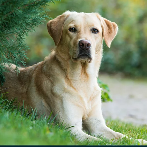 Athens Spring Dog Shows: Το απόλυτο ραντεβού για τους φίλους των σκύλων