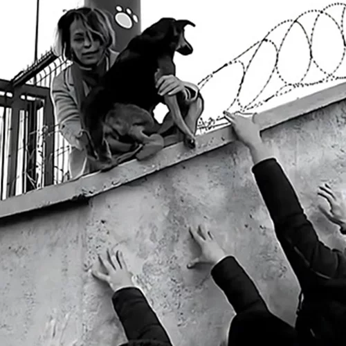 ΕΜΣΤ: Τα αδέσποτα σκυλιά της Κωνσταντινούπολης και τα όρια σε φροντίδα και βία