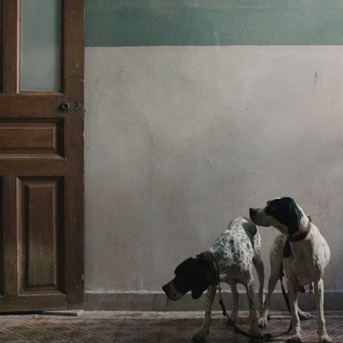 Ένας νέος χώρος τέχνης φιλοξενεί την πρώτη ατομική έκθεση της Janis Rafa στην Ελλάδα