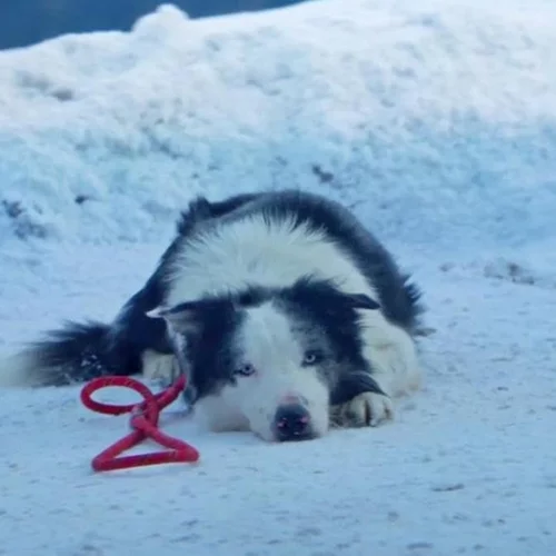 Παγκόσμια Ημέρα Σκύλου: 5+1 σκύλοι που έγραψαν τη δική τους ιστορία στη μεγάλη οθόνη