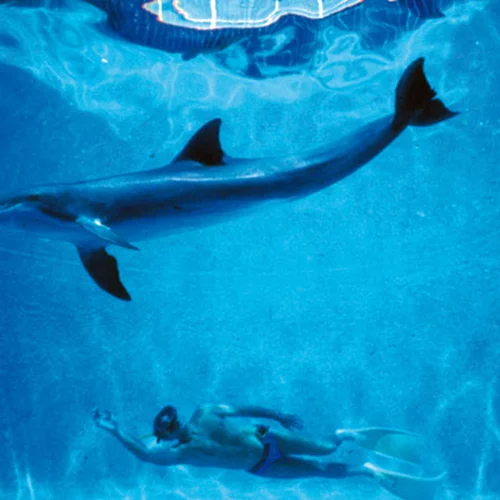 Ένα κινηματογραφικό φεστιβάλ για τους ωκεανούς στο Μέγαρο Μουσικής