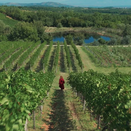 "Οίνος": Ένα ντοκιμαντέρ για το ελληνικό κρασί