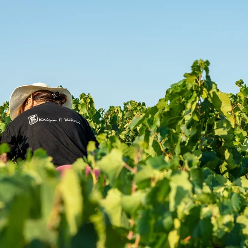 7 επισκέψιμα οινοποιεία για την Παγκόσμια Ημέρα Οινοτουρισμού