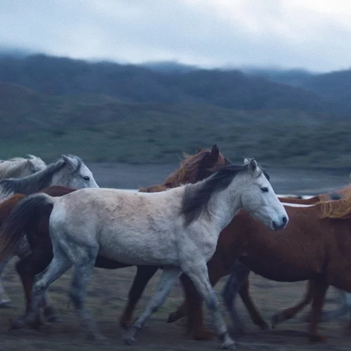 Η νέα μικρού μήκους του Νεριτάν Ζιντζιρία πάει Raindance