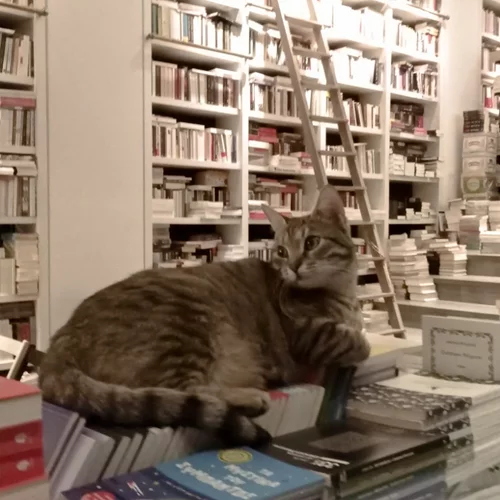 Κλείνει το βιβλιοπωλείο Επί Λέξει - και δεν σοκάρεται κανείς