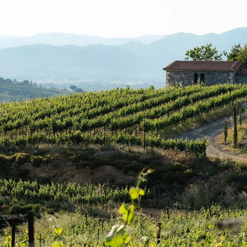 8 ελληνικά οινοποιεία που αξίζει να επισκεφθείς αυτό το καλοκαίρι