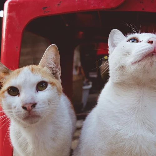 Πώς προστατεύουμε τα παιδιά από τα ατυχήματα με ζώα;