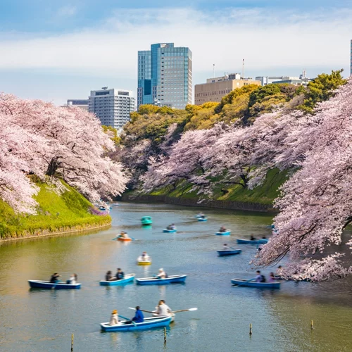 Επόμενη στάση, ανθισμένες κερασιές: Γιατί αξίζει να ταξιδέψεις σε Ιαπωνία και Νότια Κορέα