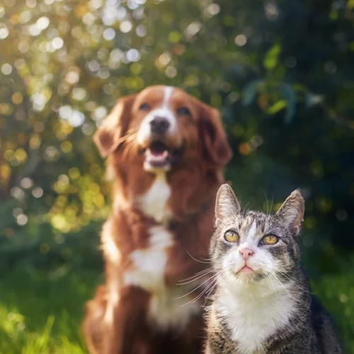 Παγκόσμια Ημέρα των Ζώων: Διήμερο φιλοζωικό φεστιβάλ υιοθεσίας