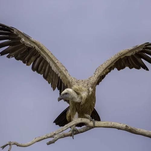 Θράκη: Οι αιολικοί σταθμοί απειλούν δύο εμβληματικά και προστατευόμενα είδη