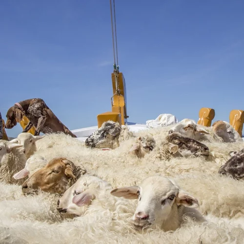 Το 7ο Φεστιβάλ Κινηματογράφου Σαντορίνης βάζει πλώρη για έντονες συγκινήσεις