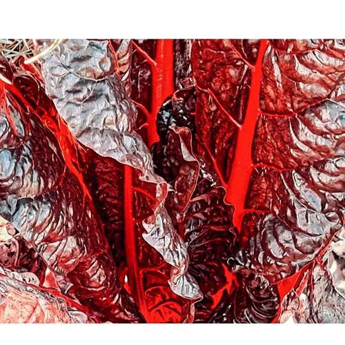 "Ο Κήπος των Εσπερίδων": Το φωτογραφικό έργο της Αγνής Χρονοπούλου στην Art Zone Gallery 42