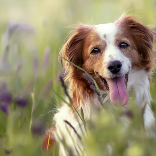 3+1 λόγοι που το PeTstop (Χαλανδρίου) είναι ο απόλυτος σύμμαχος στη φροντίδα του κατοικιδίου σου