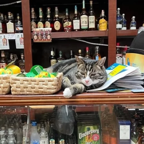 Η γάτα του μαγαζιού γίνεται κανόνας