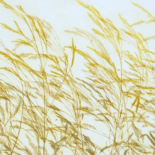 "Flora Effimera": Η εφήμερη χλωρίδα ως χαρακτική τέχνη του Pino Pandolfini