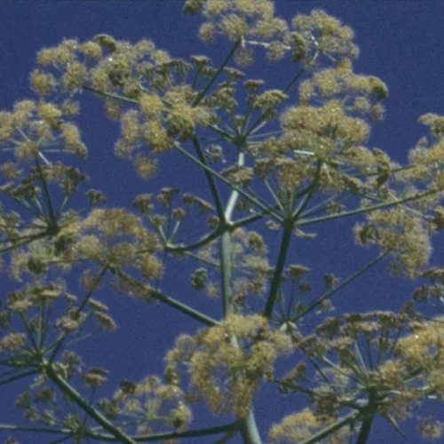 Ο Θοδωρής Παναγόπουλος διεκδικεί BAFTA με μια ποιητική ταινία για την Παλαιστίνη