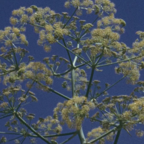 Νέο φεστιβάλ για την Παλαιστίνη στην Τριφυλία Μεσσηνίας