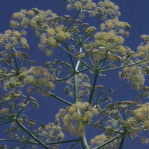 Βραβείο στο Σάντανς για τον σκηνοθέτη Θοδωρή Παναγόπουλο