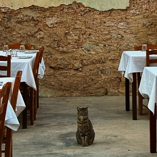 Γεύση υπό σκιάν σε αυτές τις ταβέρνες με αυλή στην Αθήνα