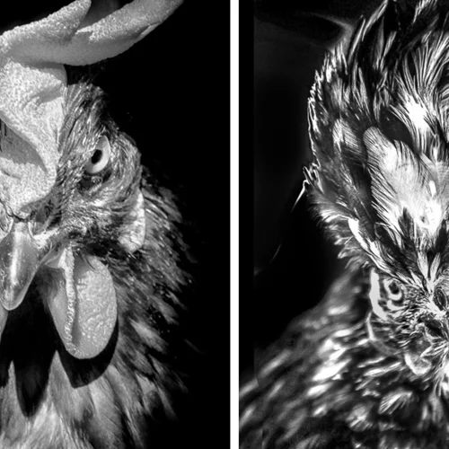 Ο Rémy Comment φωτογραφίζει κότες σαν να ήταν άνθρωποι