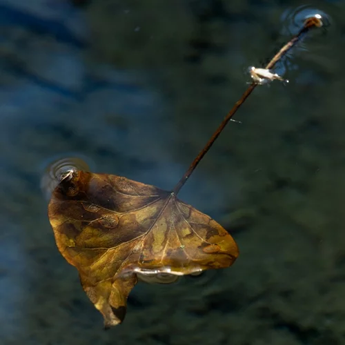 "Ρευστή ομορφιά": Οι αθέατες όψεις της φύσης σε μια έκθεση φωτογραφίας