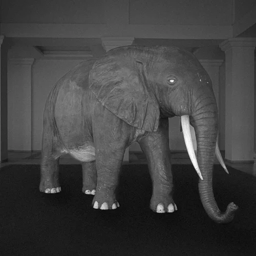 Τι είναι το σύνδρομο "άδειας φωλιάς" και πώς συνδέεται με την απώλεια;