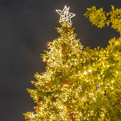 Δείτε φωτογραφίες από τη φωταγώγηση του χριστουγεννιάτικου δέντρου στο Σύνταγμα