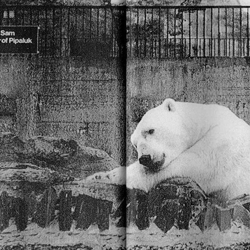 "Lost Bird": Χρήστος Λιάλιος και Κατερίνα Βαζούρα απαθανατίζουν την εγκατάλειψη