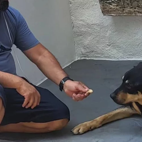 Μια έκθεση με φιλοζωικό χαρακτήρα έρχεται στα Καλύβια Αττικής