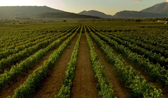 Τι λες αυτές τις γιορτές να "σερβίρεις" ένα κρασί "Lexis" την φορά;