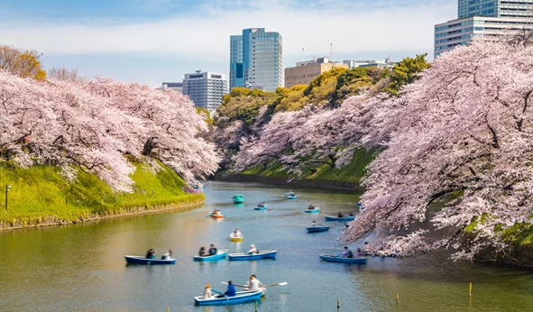 Επόμενη στάση, ανθισμένες κερασιές: Γιατί αξίζει να ταξιδέψεις σε Ιαπωνία και Νότια Κορέα