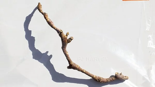 PJ Harvey: Τα δώδεκα τραγούδια του δίσκου "I Inside the Old Year Dying" βγαίνουν από την πιο τρυφερή πλευρά της