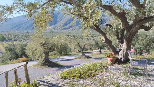 "Ελαιώνας": Πάσχα περιτριγυρισμένοι από λιόδεντρα σε ένα γνήσιο αγροτουριστικό καταφύγιο