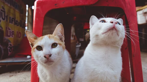5 μέρη στον κόσμο που πρέπει να επισκεφτείς αν αγαπάς τις γάτες