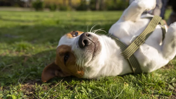 Γιατί η βραβευμένη διατροφή petchef είναι η πιο σίγουρη "επένδυση" στην υγεία του σκύλου σου