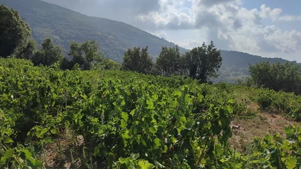 Ανηφορίζοντας στους αμπελώνες των "Αρχέγονων Εδαφών" της Σάμου