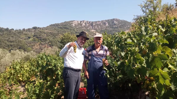 ΕΛΛΗΝΙΚΑ ΚΡΑΣΙΑ KOSHER MEVUSHAL ΑΠΟ ΤΟ ΣΥΝΕΤΑΙΡΙΣΜΟ ΤΗΣ ΣΑΜΟΥ