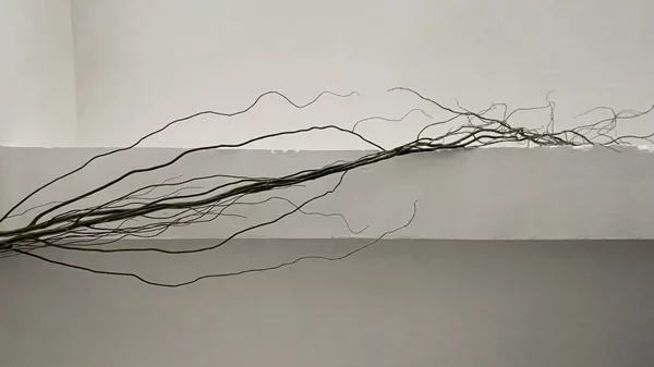 "The Root": Η σημασία του υπόγειου και του αθέατου για τον άνω κόσμο