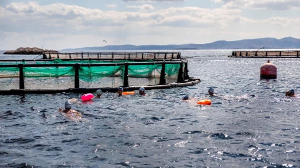 Κολυμβητές της ομάδας WeSwim κολύμπησαν δίπλα σε κλωβούς ιχθυοκαλλιέργειας
