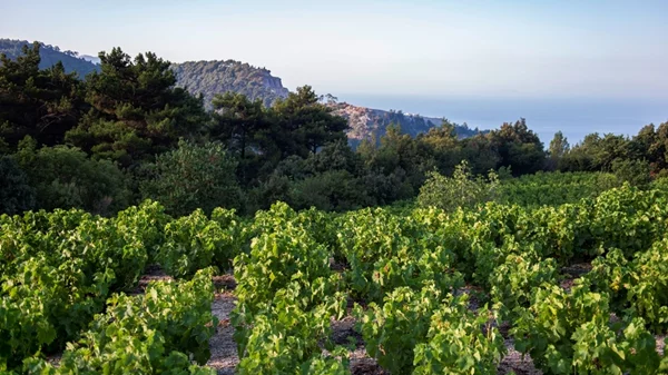 Η αμπελοοινική ιστορία της Σάμου και του Συνεταιρισμού της, μέσα από την αφήγηση μιας φιάλης του 1925