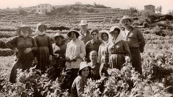 Σάμος: O τρύγος της καρδιάς στο νησί του μοσχάτου