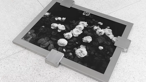 Τα τριαντάφυλλα πρωταγωνιστούν στην έκθεση "Sub Rosa" της Τζοάνα Πιοτρόβσκα