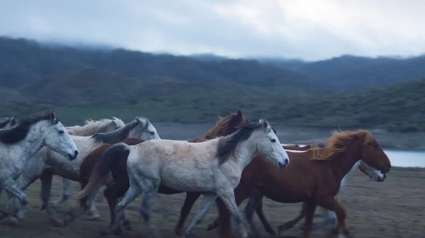 Η βραβευμένη ταινία "Noi" του Νεριτάν Ζιντζιρία στον κινηματογράφο Newman