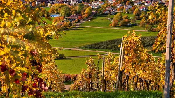 Orbis Vini: Για πρώτη φορά στην Ελλάδα μία έκθεση αφιερωμένη στα "κρασιά του κόσμου"